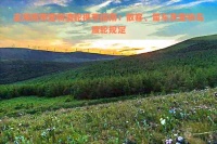 去海南带宠物渡轮携带指南：散客、留车及宠物鸟渡轮规定