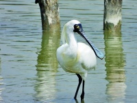 广东深圳华侨城国家湿地公园：都市腹地的“鸟类会客厅”