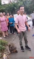 四川一宠物猴偷溜出去被发现，森林公安：私人饲养属违法