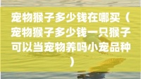 宠物猴子多少钱在哪买（宠物猴子多少钱一只猴子可以当宠物养吗小宠品种）