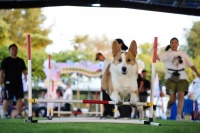 萌宠经济激活乡村活力，广州从化首届宠物友好生活嘉年华开幕