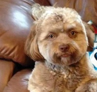 宠物犬脸部抽搐怎么办？