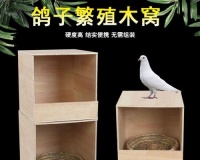 白文鸟繁殖的最佳窝选择（为白文鸟提供最舒适的繁殖环境）