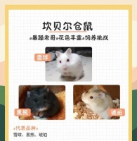 大型仓鼠的品种多样性及特点（探索大型仓鼠家族的丰富多样性，了解它们的独特之处）