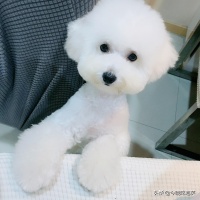 比熊狗粮DIY指南（自己动手做营养又美味的比熊犬食谱）