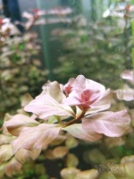 请高手辨别品种！