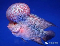 罗汉鱼都有什么品种