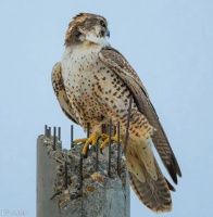 沙特人的宠物——猎隼