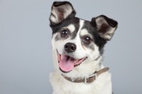 狗接种疫苗主要应该预防哪些疾病？