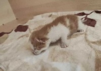 中国成功培育全流程国产化体细胞克隆猫，动物克隆技术获新突破