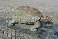 小乌龟死了怎么办？宠物丧失后的心理疏导与悼念