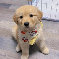 成年金毛犬一天吃多少狗粮？营养丰富的狗粮排行榜前十推荐