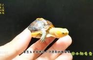 黄缘闭壳龟养殖指南：让你的宠物成为众人羡慕的对象