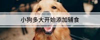 小狗多大开始添加辅食