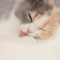 哈哈哈，这小乌龟太好...