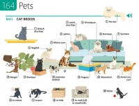 【英语10000词】164 Pets｜宠物