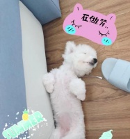 狗打完疫苗后多久喂食？（科学喂食，宠物健康保障）