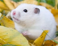 仓鼠的寿命有多长，想喂养的，可以先看看