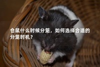 仓鼠什么时候分笼，如何选择合适的分笼时机？