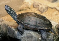 龟友含泪劝谏：莫要把自己活成一只乌龟？乌龟自带房，不好吗