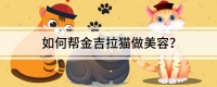 如何帮金吉拉猫做美容？