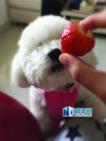 春节宠物寄养价格赶上人住酒店了