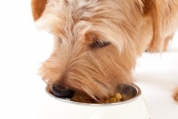 开网店卖狗粮都需要什么手续（条件）