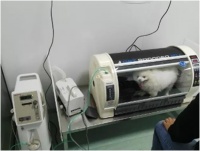 离子流氧传感器在宠物医疗中的应用