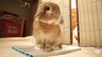 宠物兔能吃吗？？兔子饮食指南