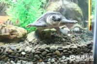 猪鼻子龟养护指南：食性及饲养技巧