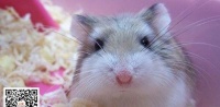 银狐仓鼠的饲养方法（宠物爱好者必读，如何养护银狐仓鼠）