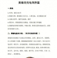 以锯缘龟为宠物的饲养方法（详解锯缘龟的饲养技巧及注意事项）