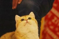 怎么跟宠物猫拍照好看