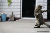 宠物摄影技巧：我是这样抓拍可爱的小猫们