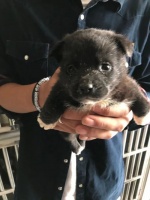 陕西宠物猫养殖基地在哪里,西安领养猫狗中心在哪