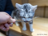 猫咪坏习惯都是你教的！6大错误别再犯