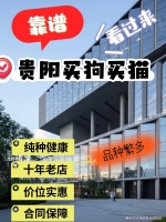 贵阳哪有卖银渐层猫的宠物基地？贵阳宠物基地选购银渐层猫更放心