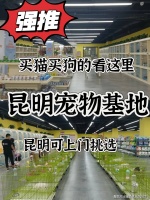 昆明买银渐层猫哪里比较实惠？昆明这里买银渐层猫基地直销更实惠