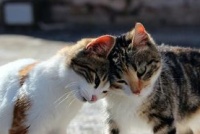 如何制止猫咪喷液的行为？猫咪纠正训练！