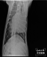 寄养的狗狗生病花了5500多元治疗，宠物店要赔钱吗？云南律师支招