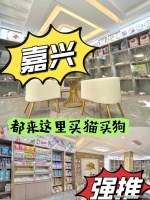 嘉兴买英短蓝白猫哪里比较实惠？嘉兴这里买英短蓝白猫基地直销更实惠