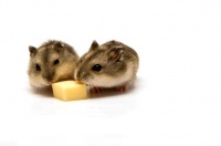 仓鼠可以吃梨吗（吃多少）