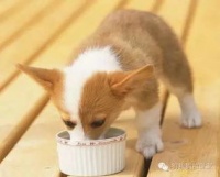 狗粮泡软更易消化，呵护宠物健康。