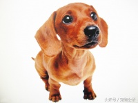 什么狗粮比较好，不易长胖？