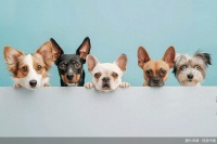 派特鲜生关店近半 宠物鲜食的风口迷局