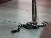 女子网购加州黑白王蛇在家养殖，喂食时蛇趁机“越狱”