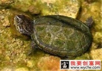 索若拉泥龟的饲养要点
