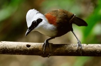 白冠噪鹛好养吗？这些技巧交给你