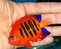 探秘宠物鱼的多样性（了解不同种类的宠物鱼及其特点）