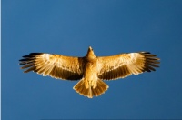 绝代双骄3明月孤星宠物配方